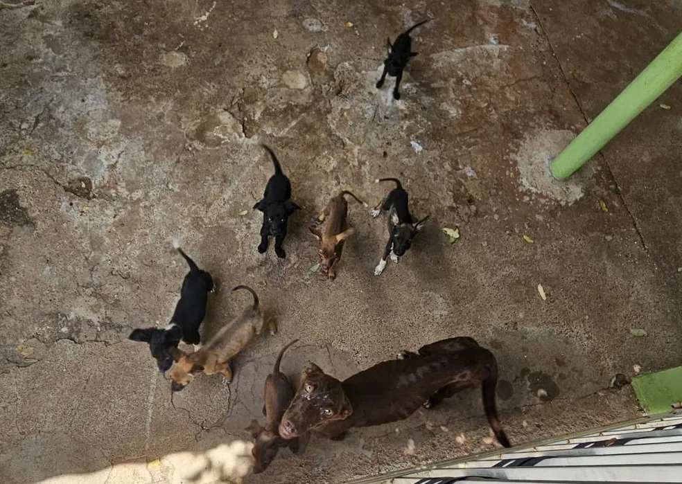 Nove cães vítimas de maus-tratos são resgatados em Presidente Epitácio; tutor é multado em R$ 27 mil
