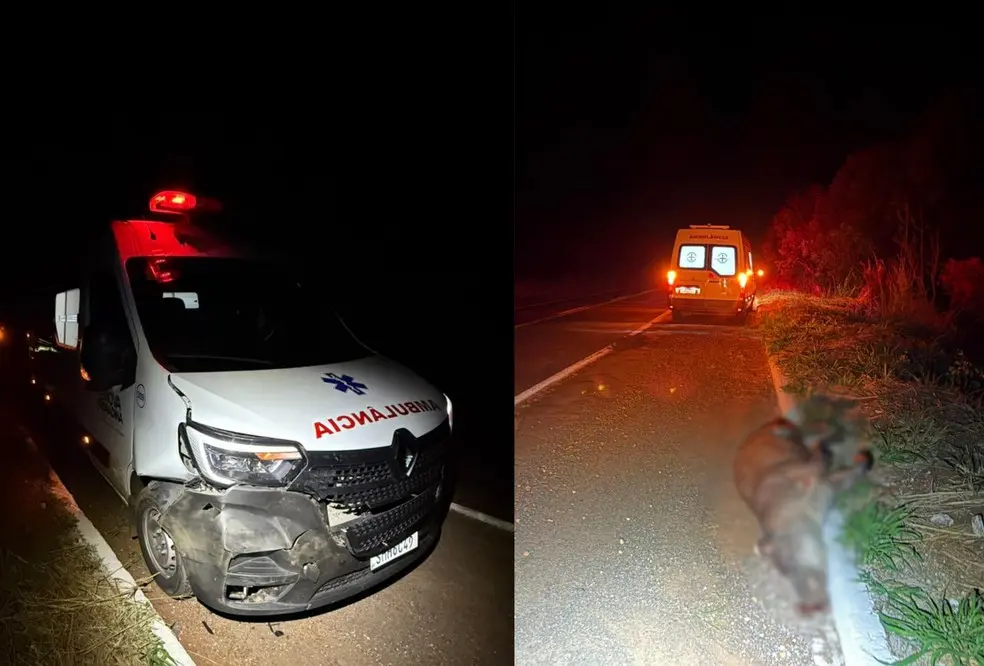 Ambulância bate em anta na MS-134, em Nova Andradina e passageira fica ferida