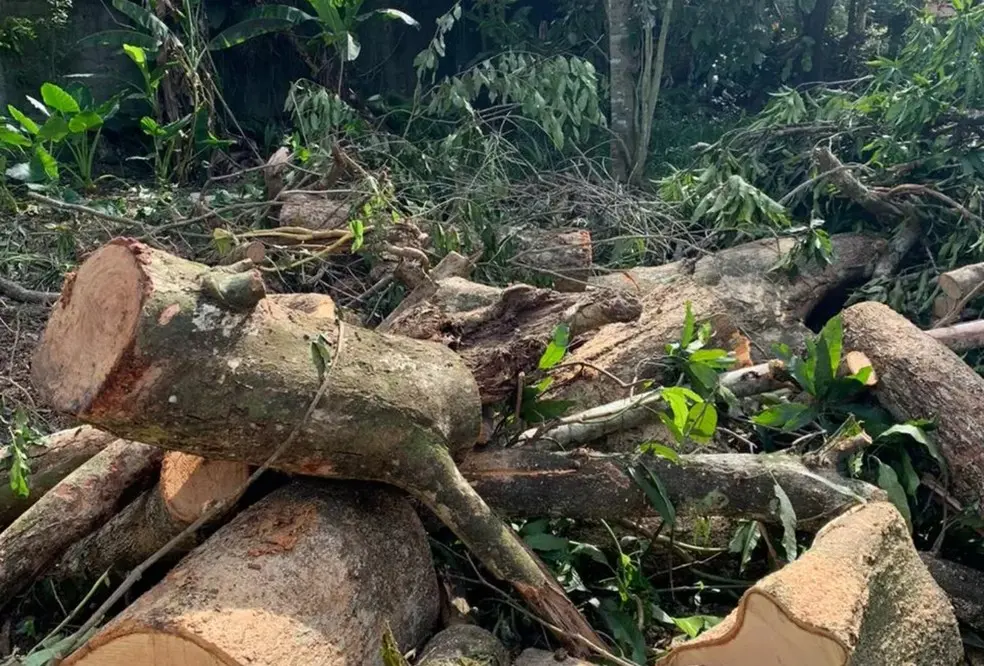 Homem morre após ser atingido por árvore durante poda em MS