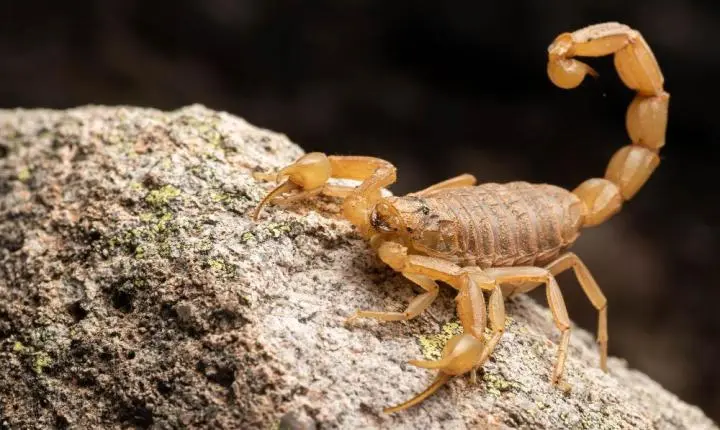 Caravina propõe ampliar acesso ao soro antiescorpiônico diante do aumento de acidentes em MS