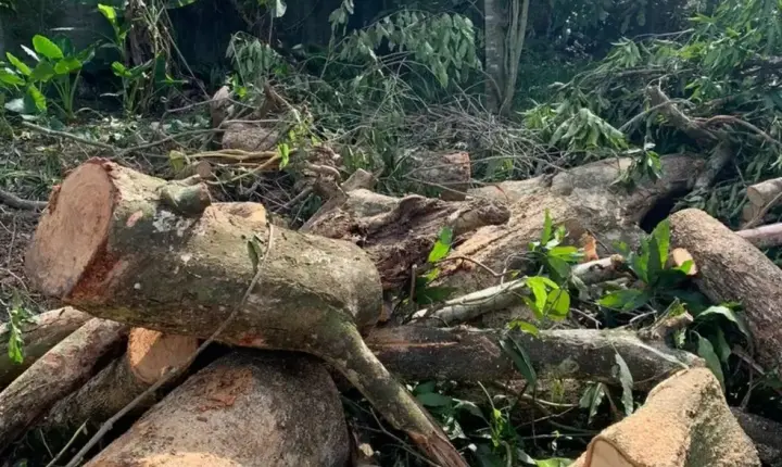 Homem morre após ser atingido por árvore durante poda em MS